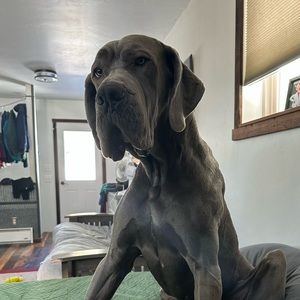 Meet your Posher, Joe